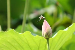 女人脸上的克夫痣在哪？