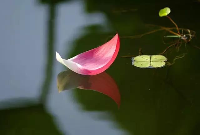 家居风水小知识:如何选择合适的白色花