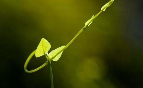 开业送什么花，开业送花一般送什么花？