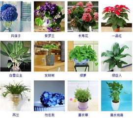 植物大全名字和,常见的植物图片及名称