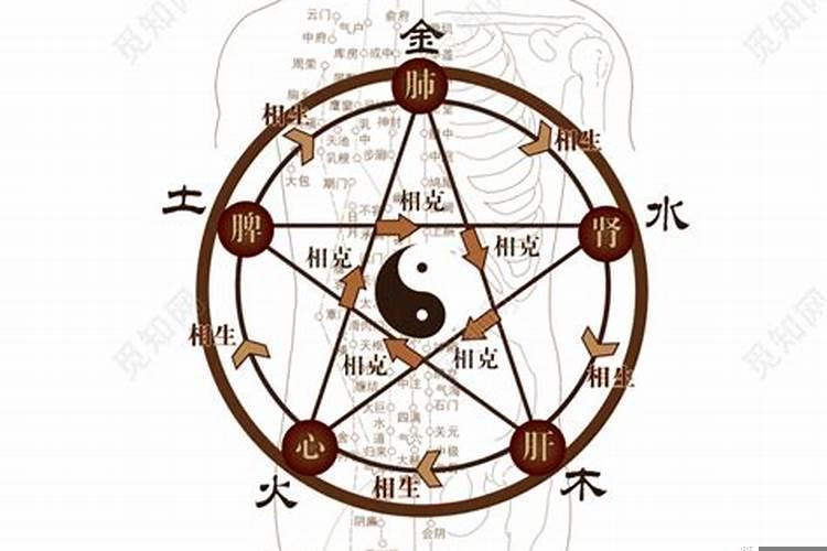 金木水火土十二生肖代表哪一些？辛巳年纳音五行详解