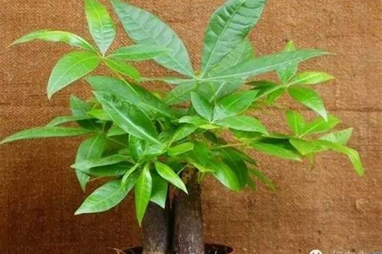 家庭财位放什么植物？家中旺财风水怎么布置好