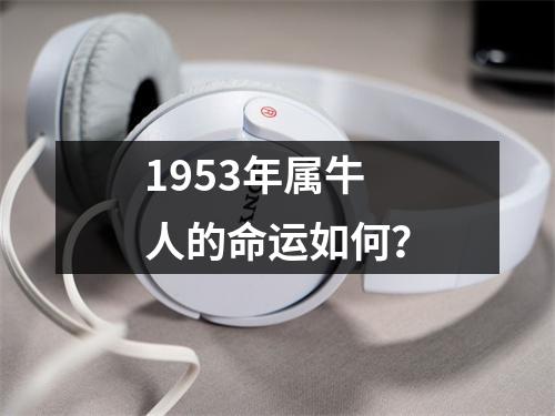 1953年属牛人的命运如何？
