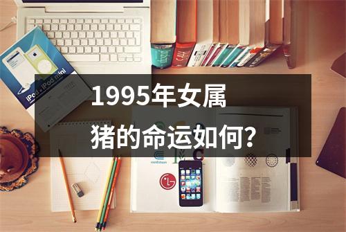 1995年女属猪的命运如何？