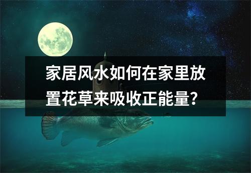 家居风水如何在家里放置花草来吸收正能量？