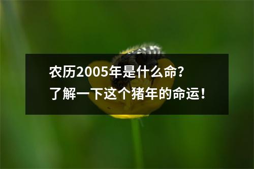 农历2005年是什么命？了解一下这个猪年的命运！