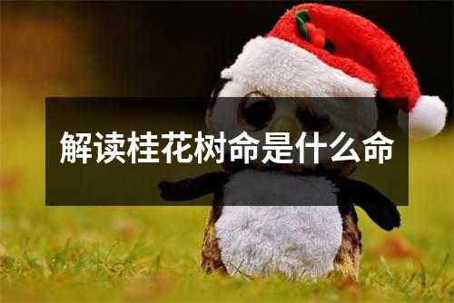 解读桂花树命是什么命