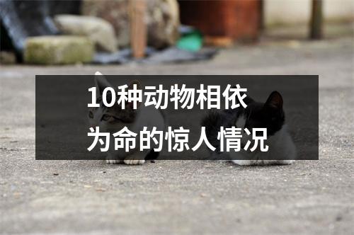 10种动物相依为命的惊人情况