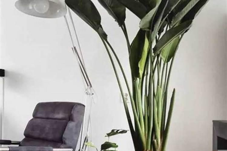 一盆盆绿植点缀生活 室内植物摆设与风水关系