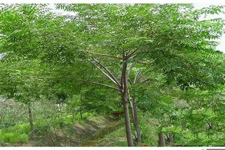 哪种树可以驱蚊？适合院子种的驱蚊树