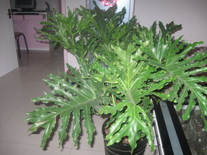 春羽的风水寓意,室内绿化植物哪些好种植？