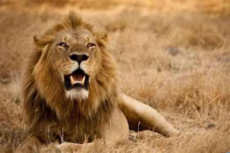 梦到一只狮子跟我特别亲昵