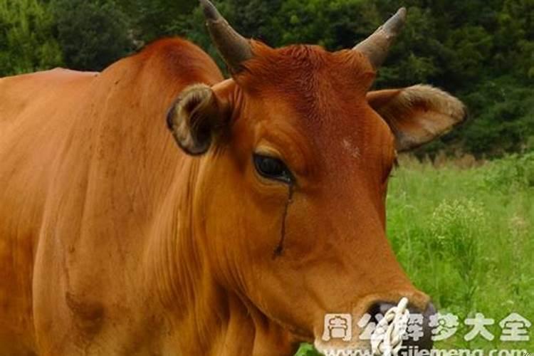 梦见牛的雕像是什么意思预兆呢？梦见牛代表什么预兆