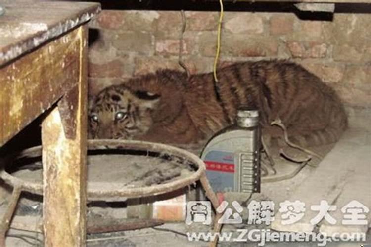 梦见老虎进家里了是什么意思呀？梦见老虎进家里什么意思