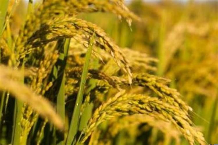 梦见稻谷是否吉祥？做梦梦到很多稻谷成熟