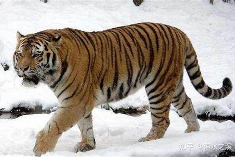 梦见老虎预示着什么？梦到老虎很温顺是什么意思呀