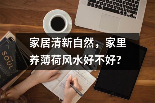 家居清新自然，家里养薄荷风水好不好？