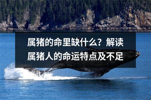 属猪的命里缺什么？解读属猪人的命运特点及不足