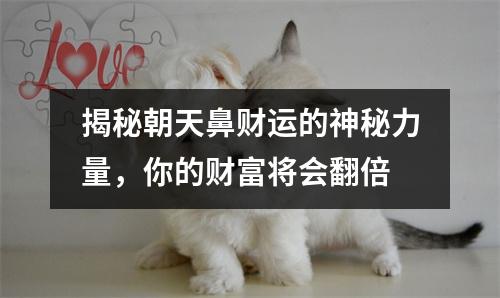揭秘朝天鼻财运的神秘力量，你的财富将会翻倍