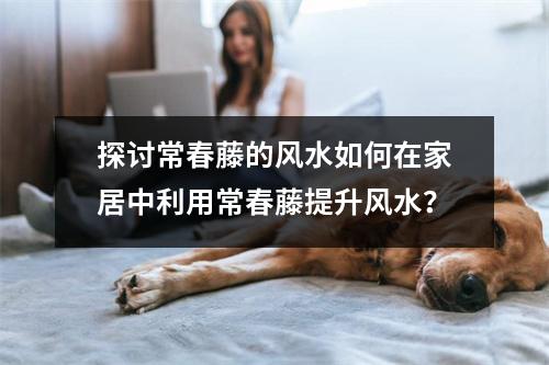 探讨常春藤的风水如何在家居中利用常春藤提升风水？