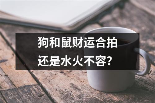 狗和鼠财运合拍还是水火不容？