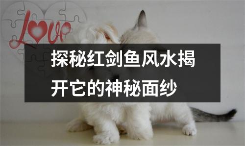 探秘红剑鱼风水揭开它的神秘面纱