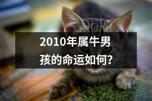 2010年属牛男孩的命运如何？