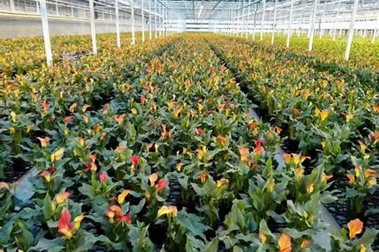 农产品植物 卖农产品的店名怎么起