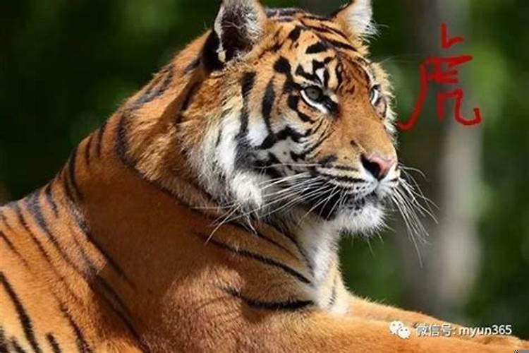 虎生啥属相宝宝好，爸妈都属虎，生个什么属相的宝宝最好？属虎女生什么属相的宝宝好命