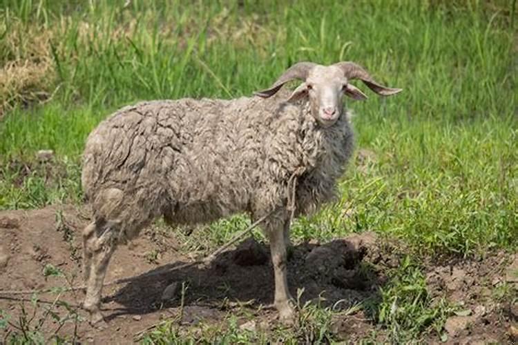 羊与狗相配的婚姻如何在一起好吗？羊和狗婚配如何
