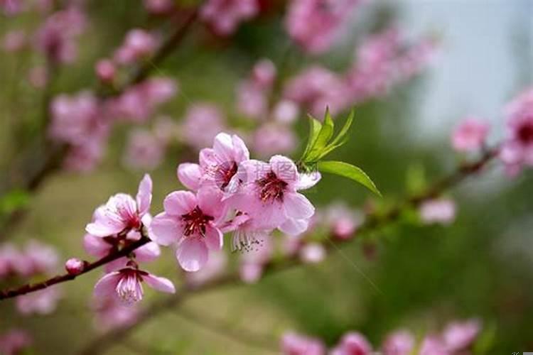 年柱上有桃花