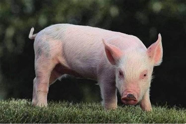 男属蛇与女属猪婚配好不好？？猪与蛇合吗