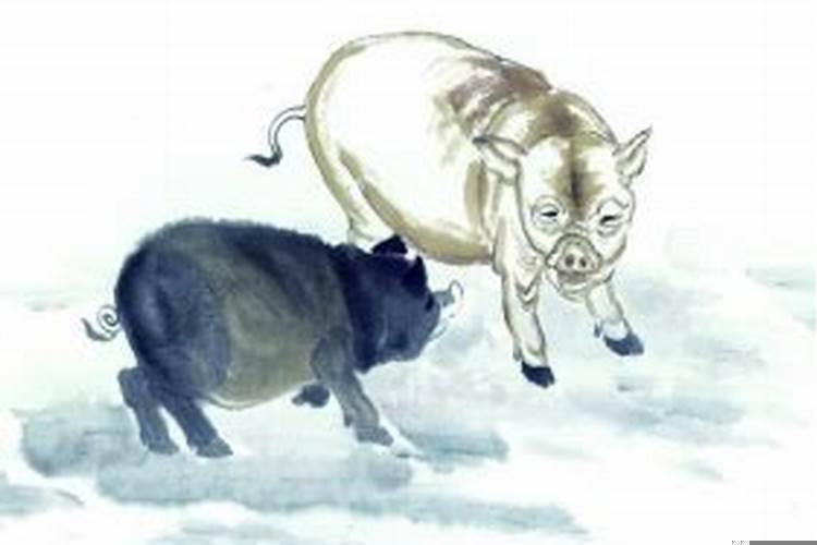 属鸡与猪的属相婚配吗？乌鸡相宜相克