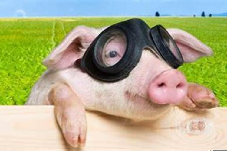 属猪的人什么性格特点？属猪人的性格和运势