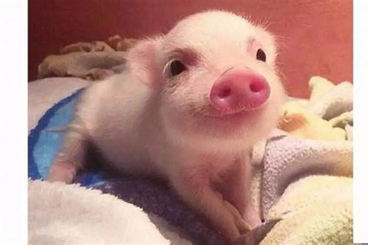 属猪人和属猪人结婚好吗女？属猪的嫁给属猪的好吗