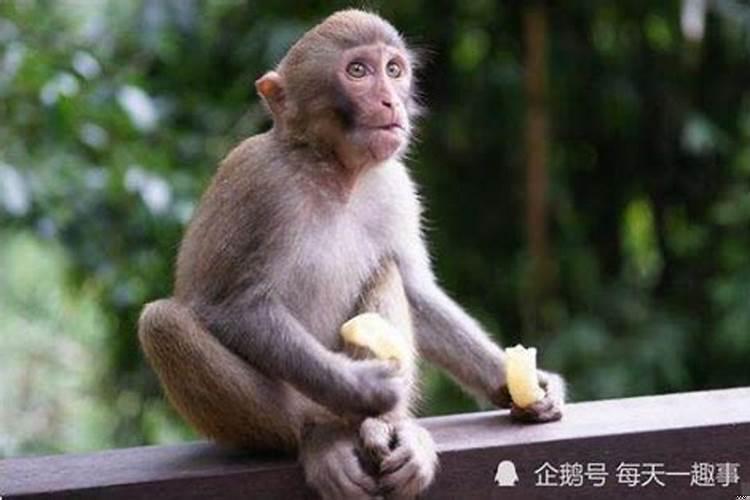 1980年属猴男和1980年属猴女结婚合适吗？80年的猴配哪个属相最好