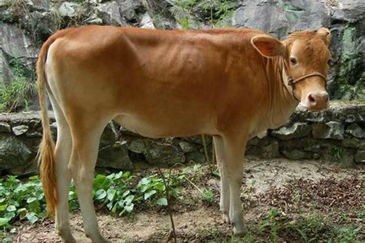 1985年属牛的哪年转运？牛生肖今天运势如何