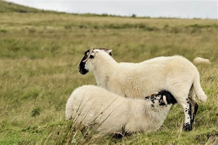 属羊的一生贵人是哪个？属羊的三合和六个合生肖贵人是什么
