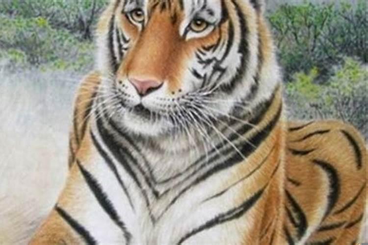 属虎98年女虎爱情婚姻运气，虎女的正缘属相