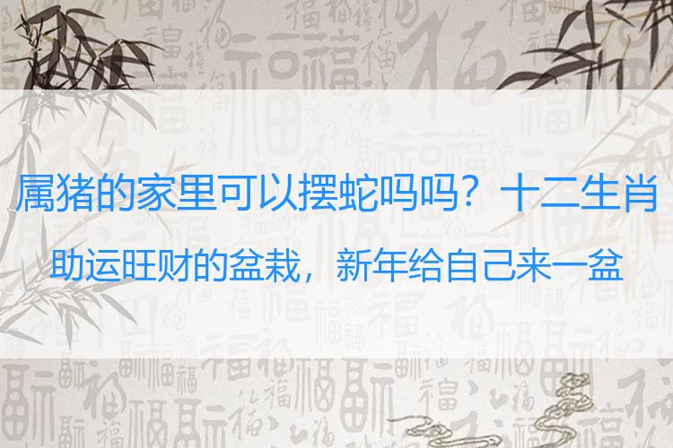 属猪的家里可以摆蛇吗吗？十二生肖助运旺财的盆栽，新年给自己来一盆吧