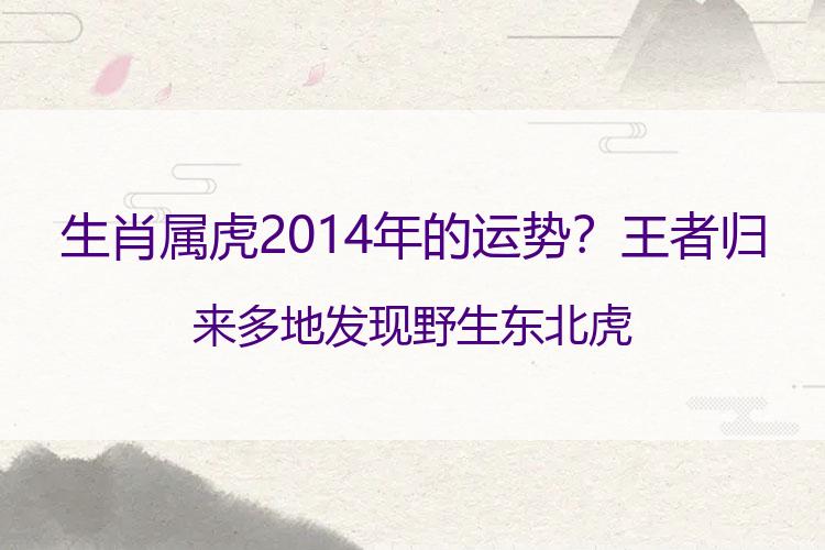 生肖属虎2014年的运势？王者归来多地发现野生东北虎