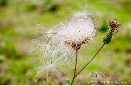 用楚辞给男宝宝起名字大全