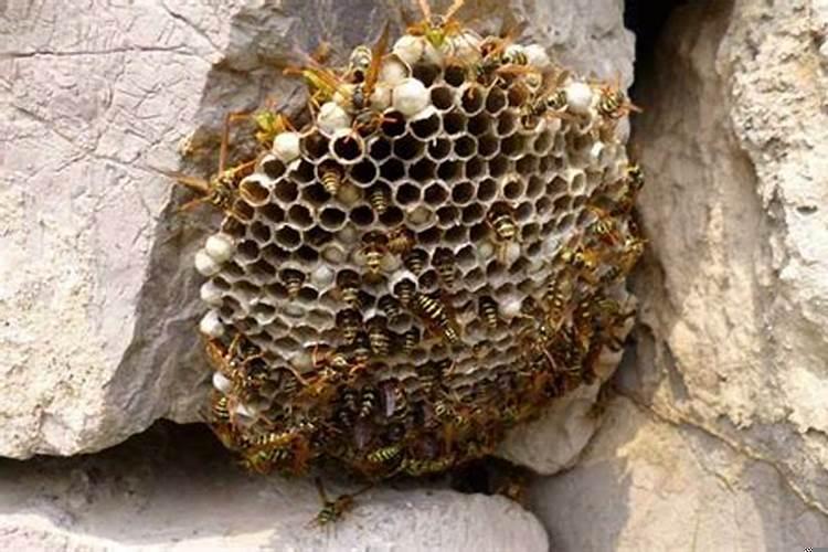 捅马蜂窝危险吗？马蜂窝怎么消灭掉