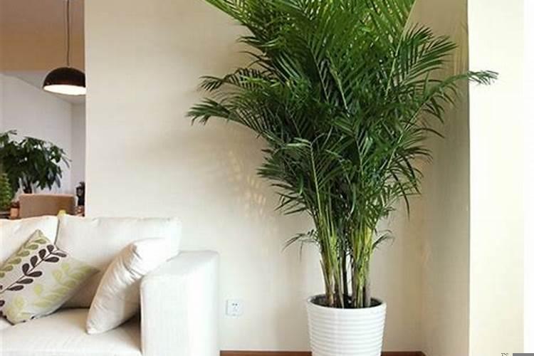 家里放什么植物风水好？室内放什么绿植风水好