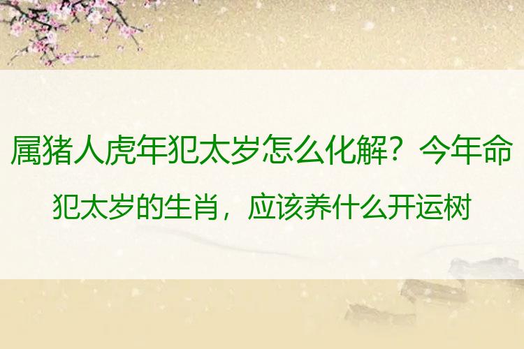 属猪人虎年犯太岁怎么化解？今年命犯太岁的生肖，应该养什么开运树