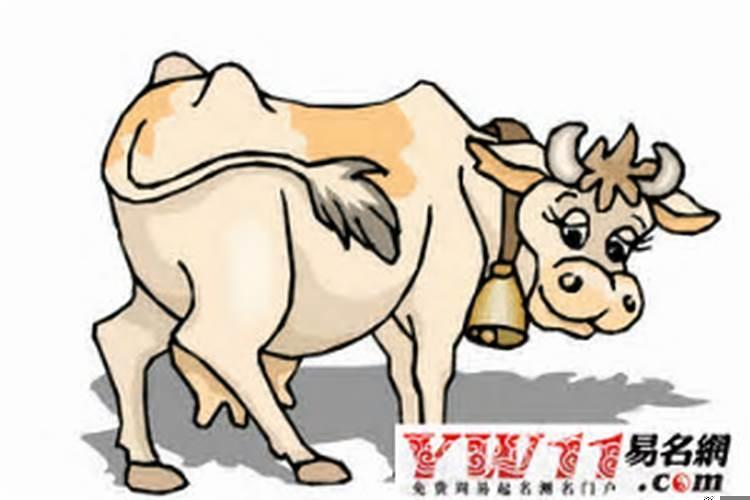 生肖牛的人脉怎样？生肖牛事业运
