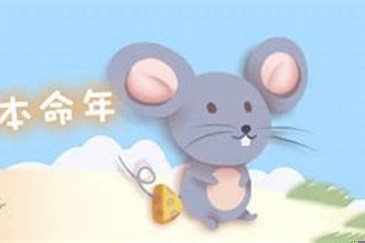 2023年本命年鼠的运势，84年属鼠女今年运程