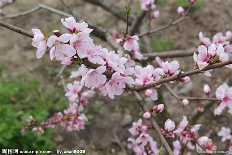三月桃花开好运自然来