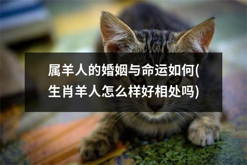 属羊人的婚姻与命运如何