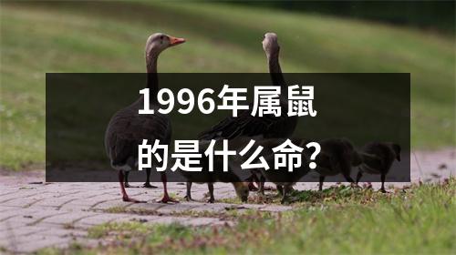 1996年属鼠的是什么命？